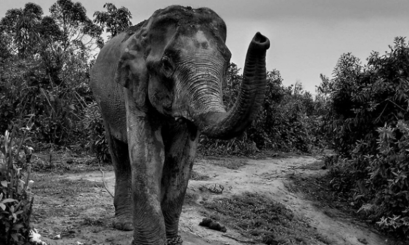 Forest officials summon owner and caretaker in Assam elephant tusk case