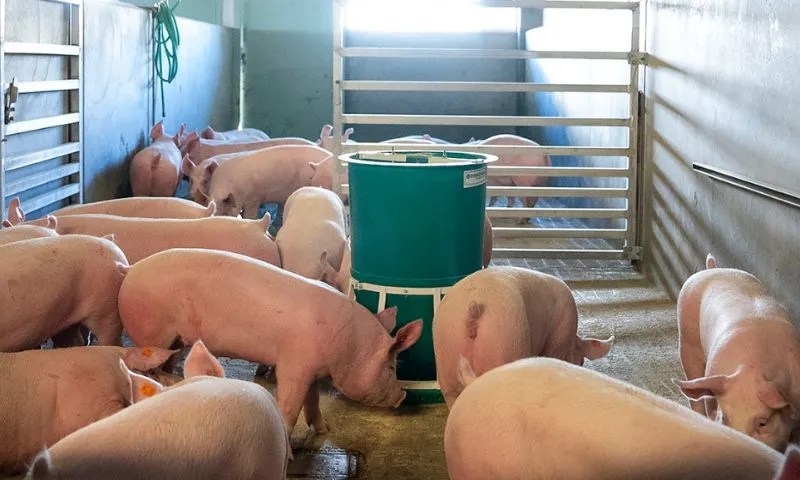 African swine fever outbreak causes Rs 20 lakh loss to Kaliabor pig farmer