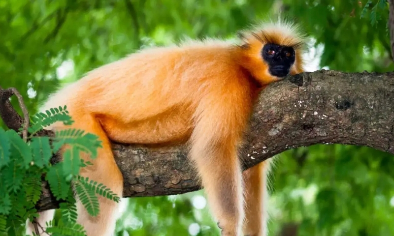 Golden langur electrocuted in Assam’s Bongaigaon, officials criticised