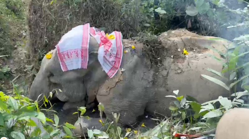 Activists demand probe into official negligence after Assam elephant death