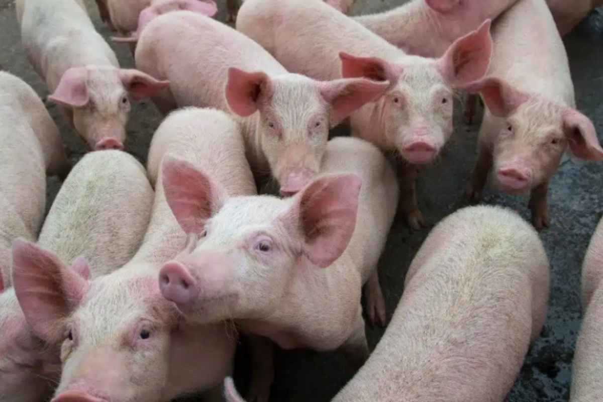 African swine fever confirmed in three Kohima villages, pork movement restricted