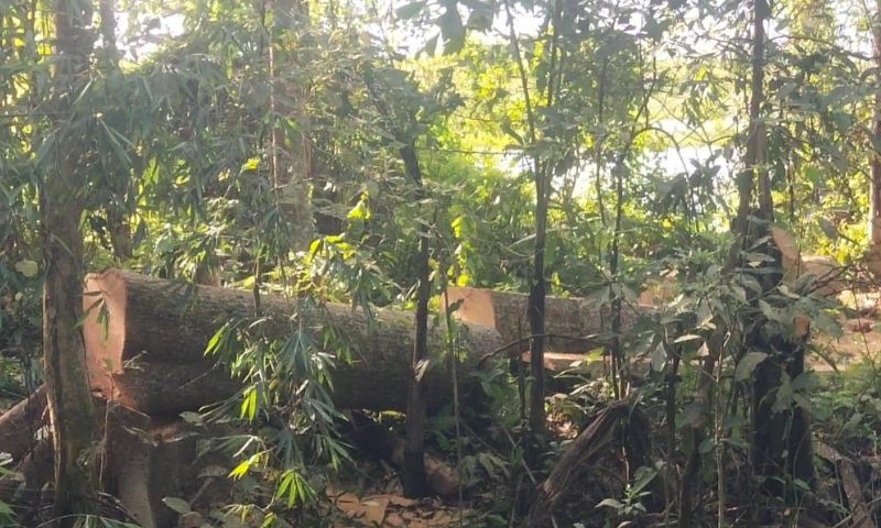 Alleged illegal tree felling in Dibrugarh’s Aithan-Bogibeel raises environmental concerns