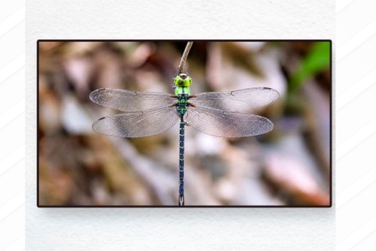 Arunachal Pradesh records rare Spoon-tailed Duskhawker dragonfly at Namdapha National Park