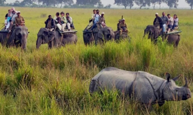 Assam government reconstitutes State Board for Wildlife including conservationists and NGOs