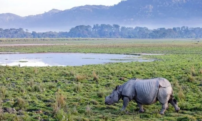 Assam seeks to reduce Kaziranga eco-sensitive zone from 10 km to 1 km