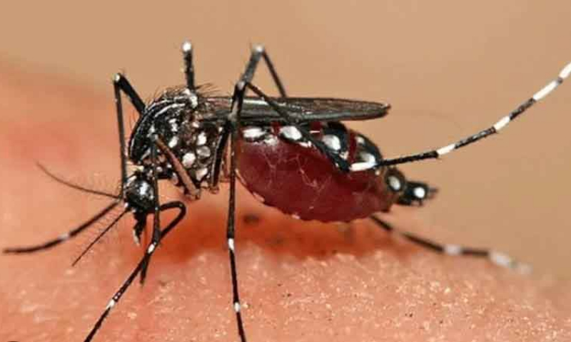Dengue cases exceed 750 in Manipur’s Churachandpur with two fatalities