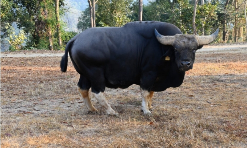 Genetic study reveals decline in Mithun breeding population in Arunachal Pradesh