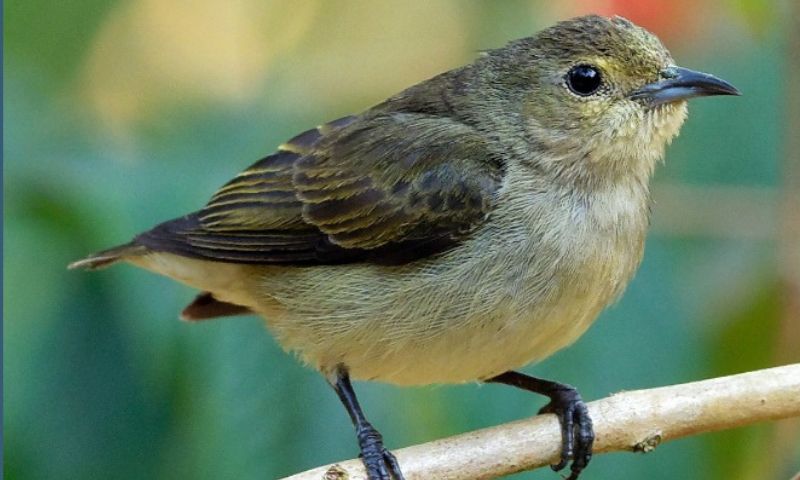 Plain flowerpecker observed in Kamjong after almost 30 years