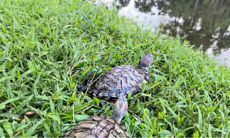 Release of red-eared slider in Assam prompts call for scientific rescue protocols